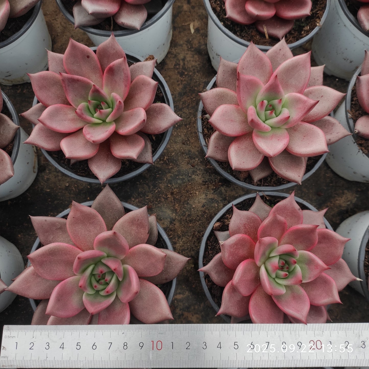 LB055 ブラッドロメオ(11cm pot)