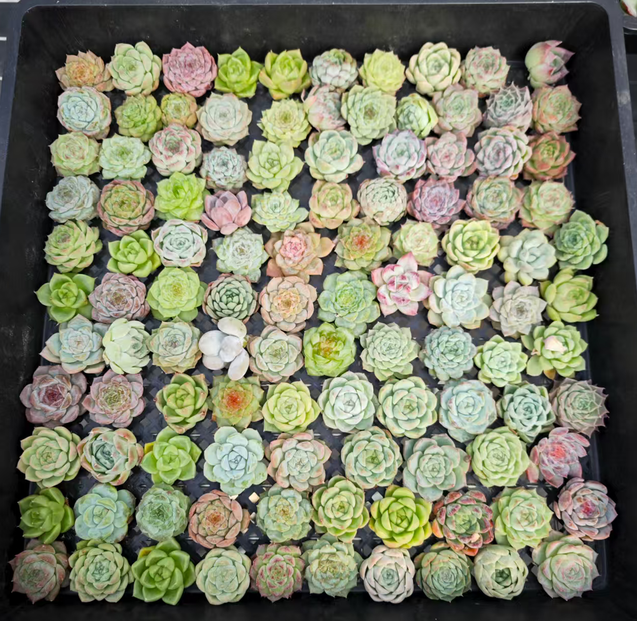 KM009 ミックス苗(3cm pot)
