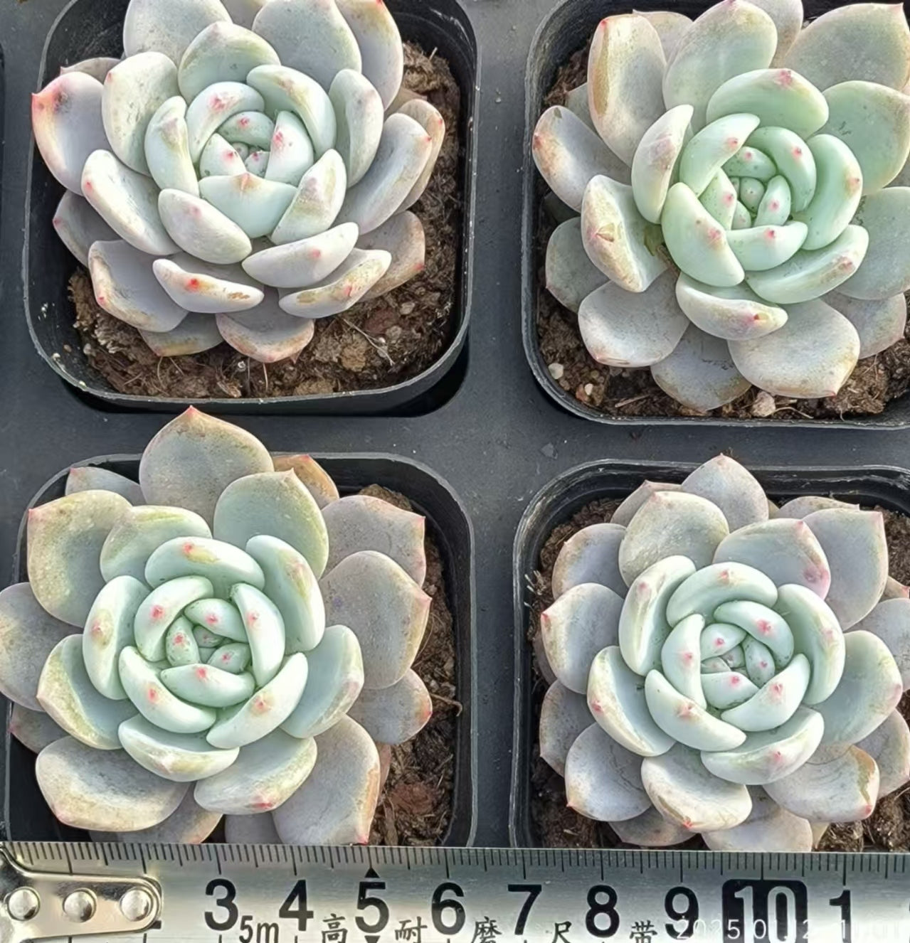 JQ134 オレンジモンロー(6.5cm pot)