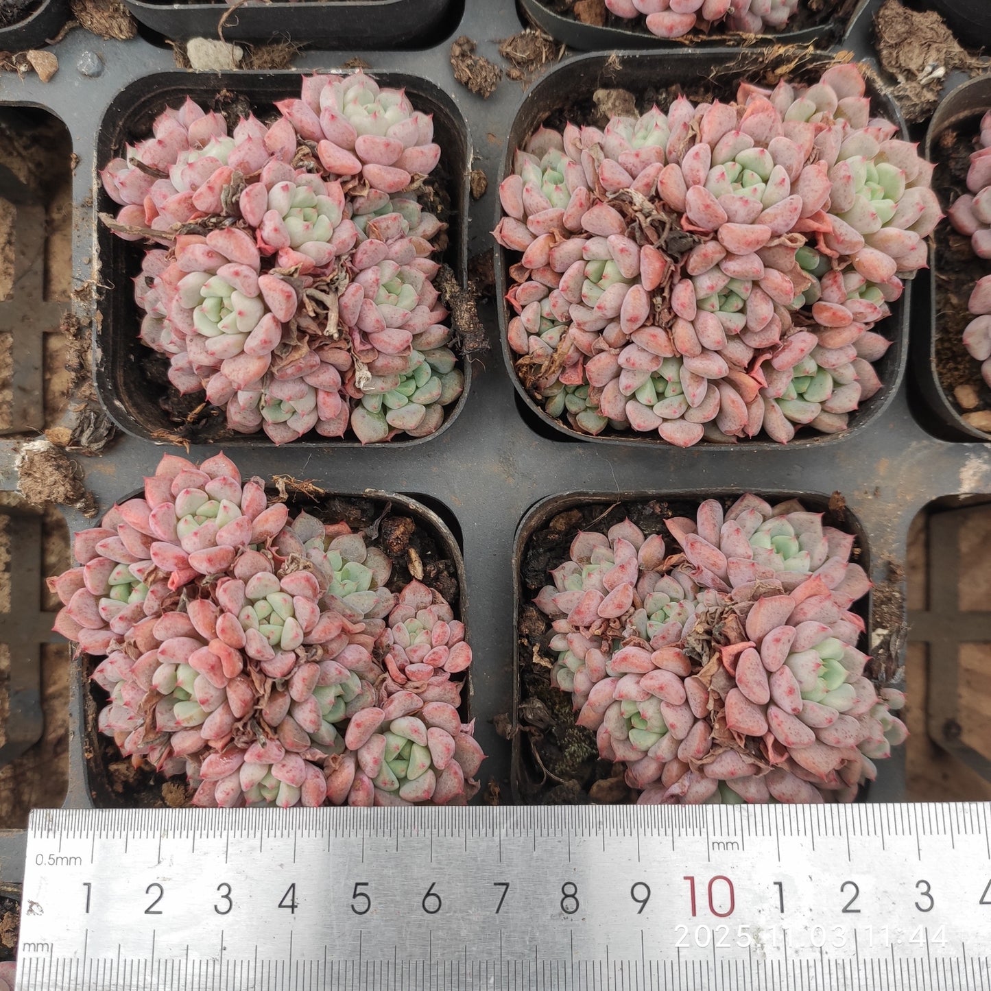 16381 マッチメーカー(6.5cm pot)