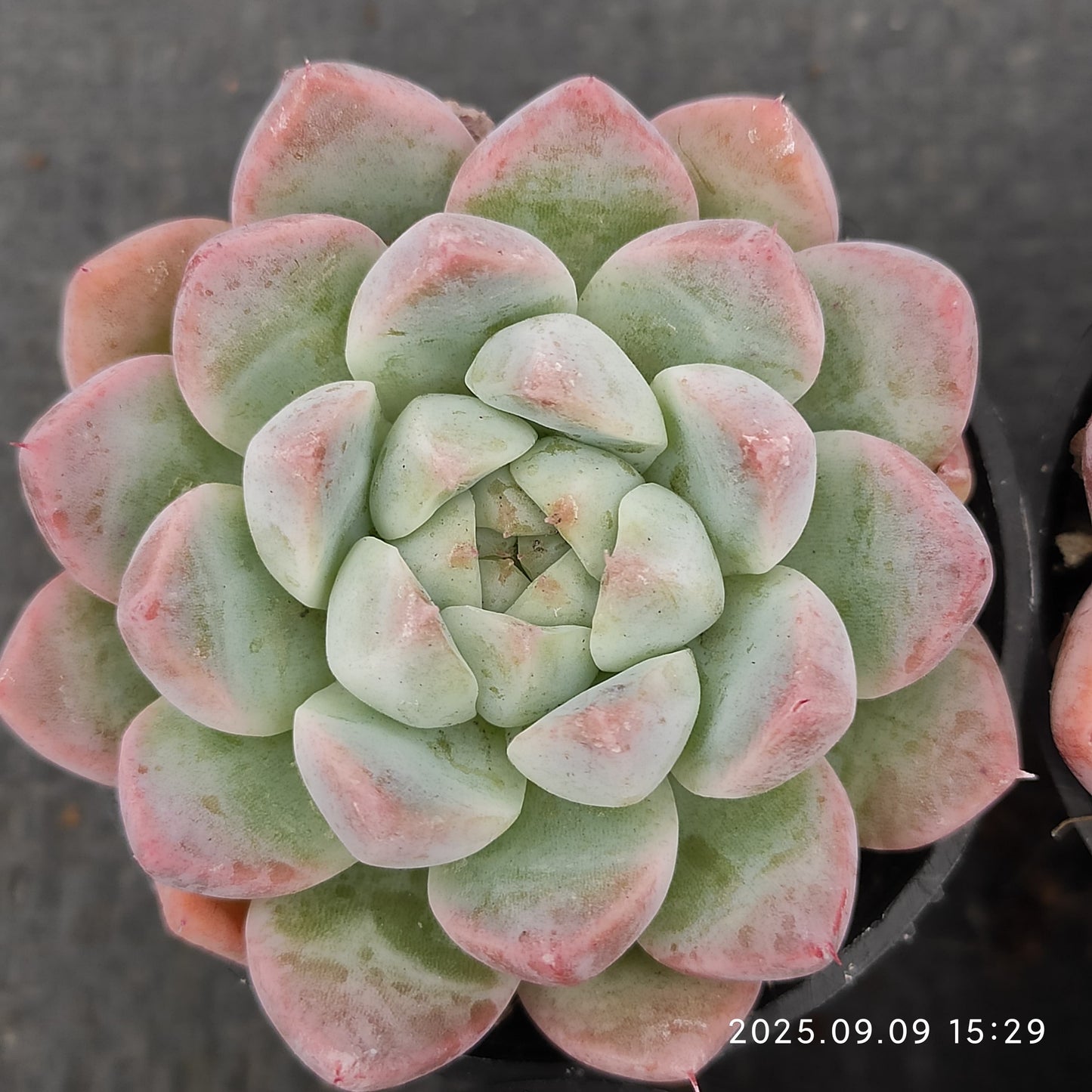 MMT861 ドリームスーツ(5.5cm pot)
