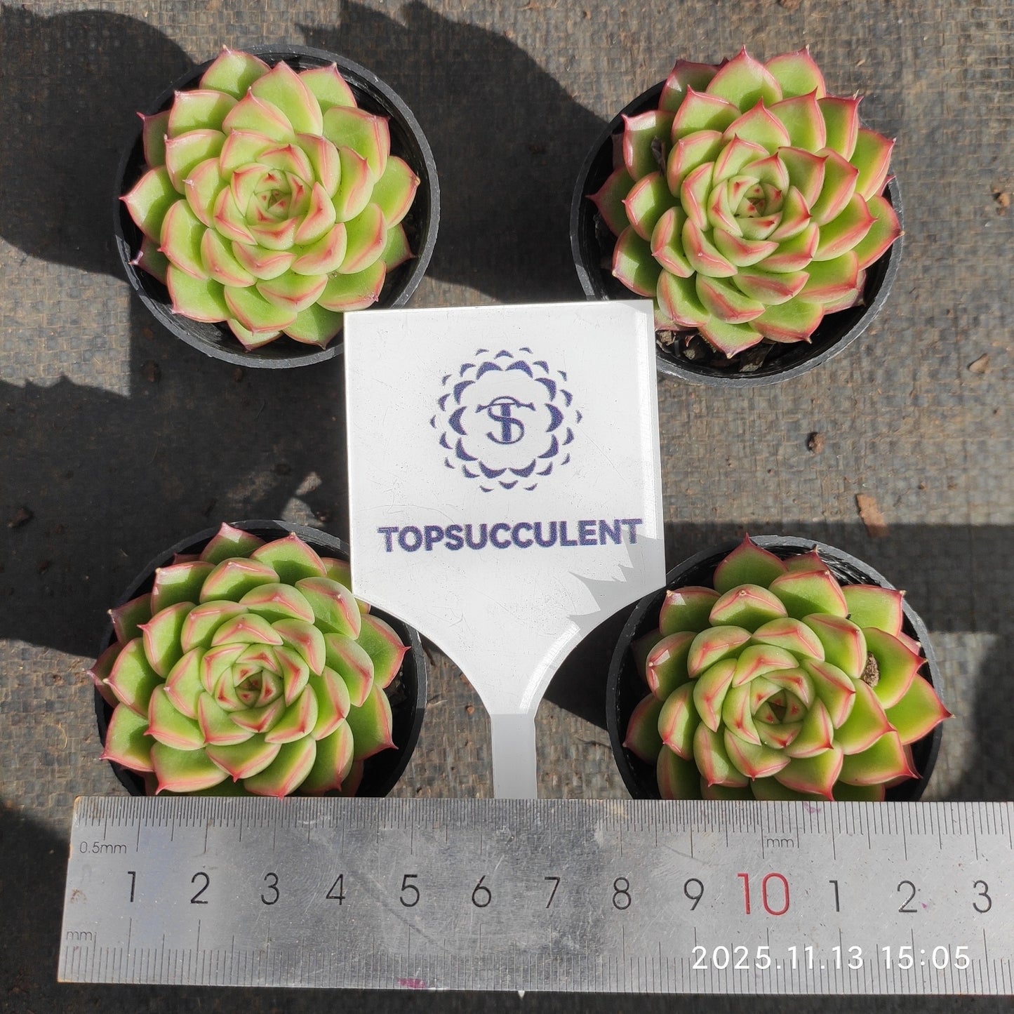 18750 フラッシュ ライト(5.5cm pot)