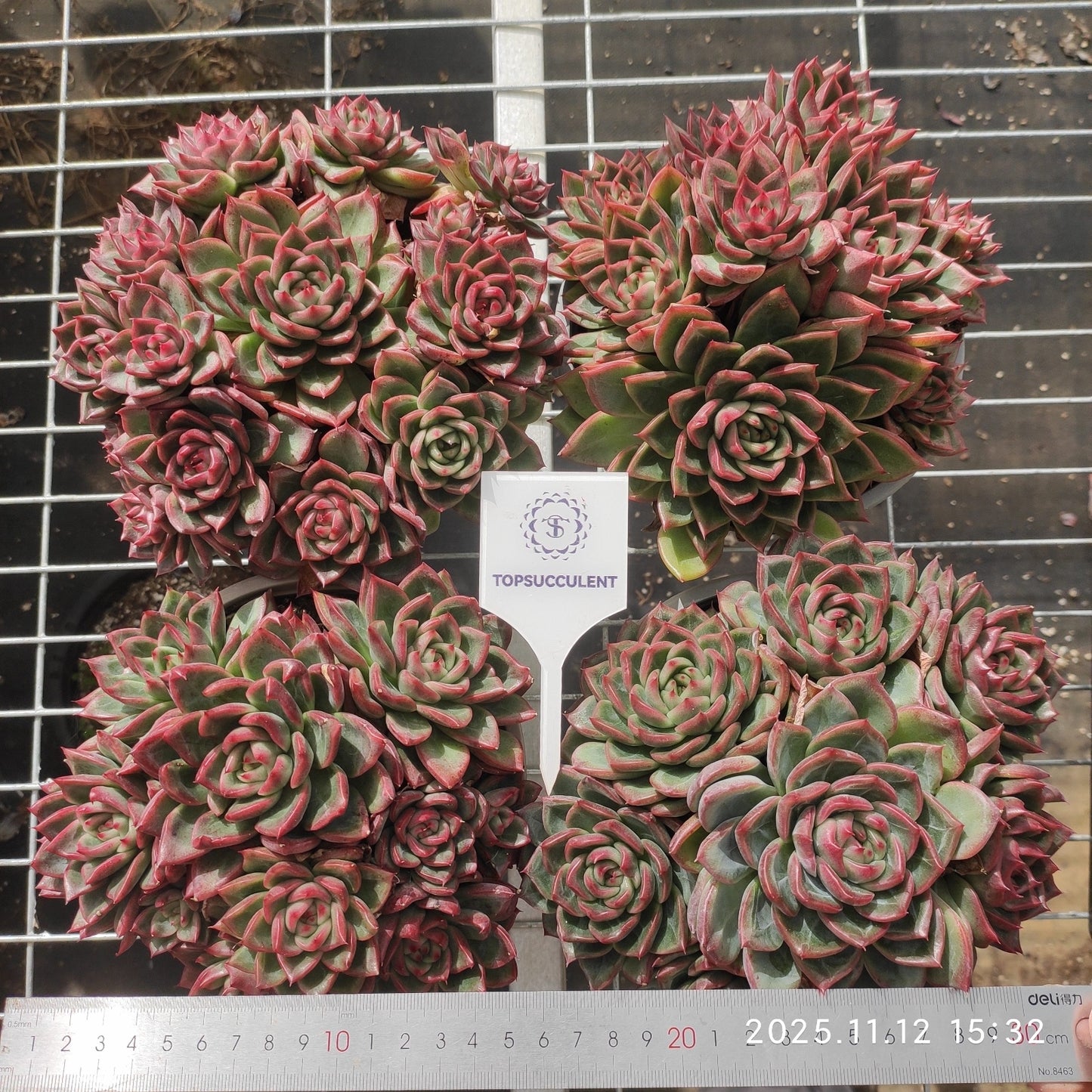 22536 ローリター(18cm pot)