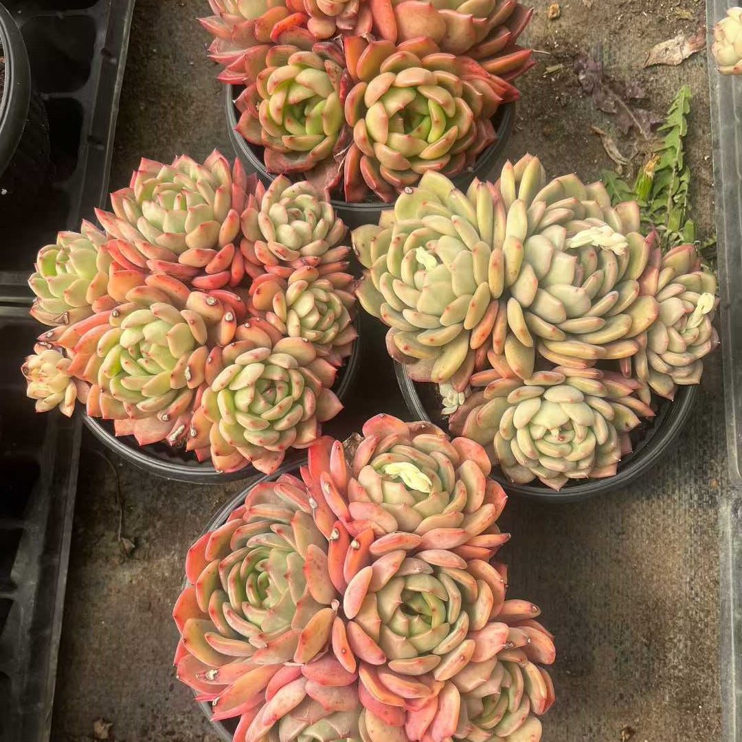 26169 ゴールドルナ