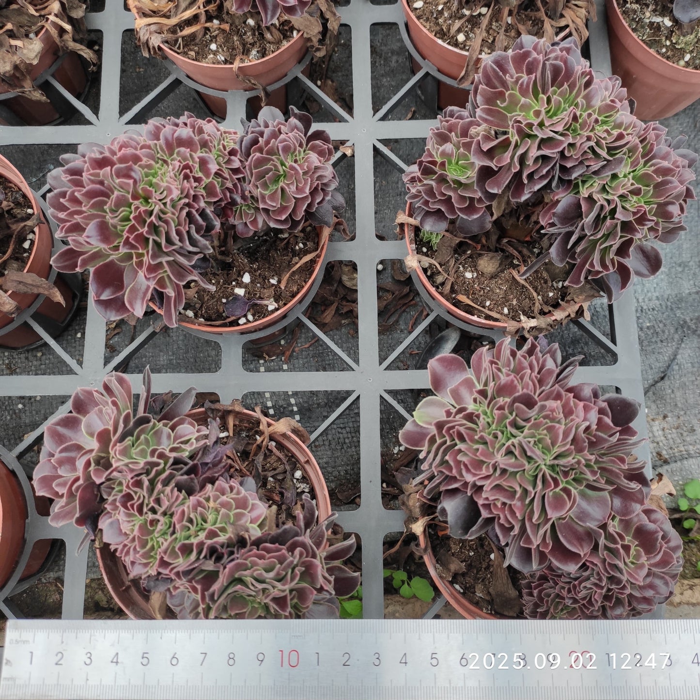 ZXX350 アーボーリーウム ベルア綴化(12cm pot)
