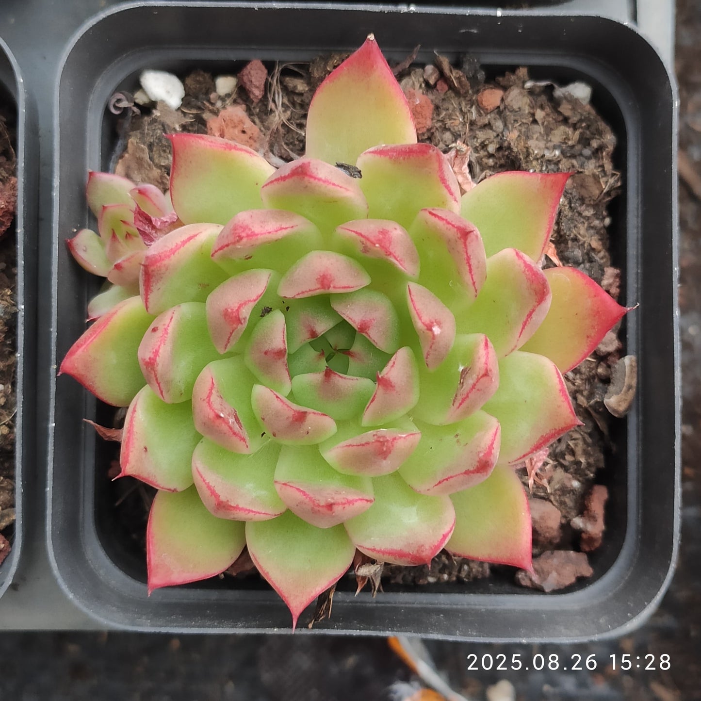 DQ128 レッドアイラッシュ(7cm pot)