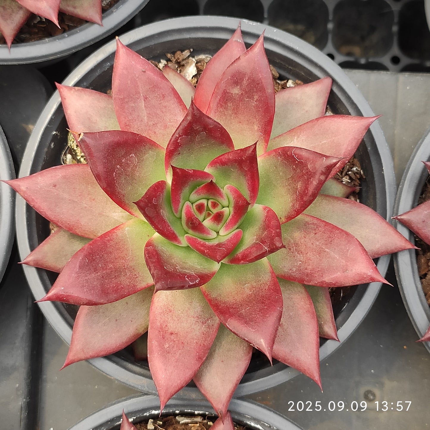 MMT853 ロカ(11cm pot)