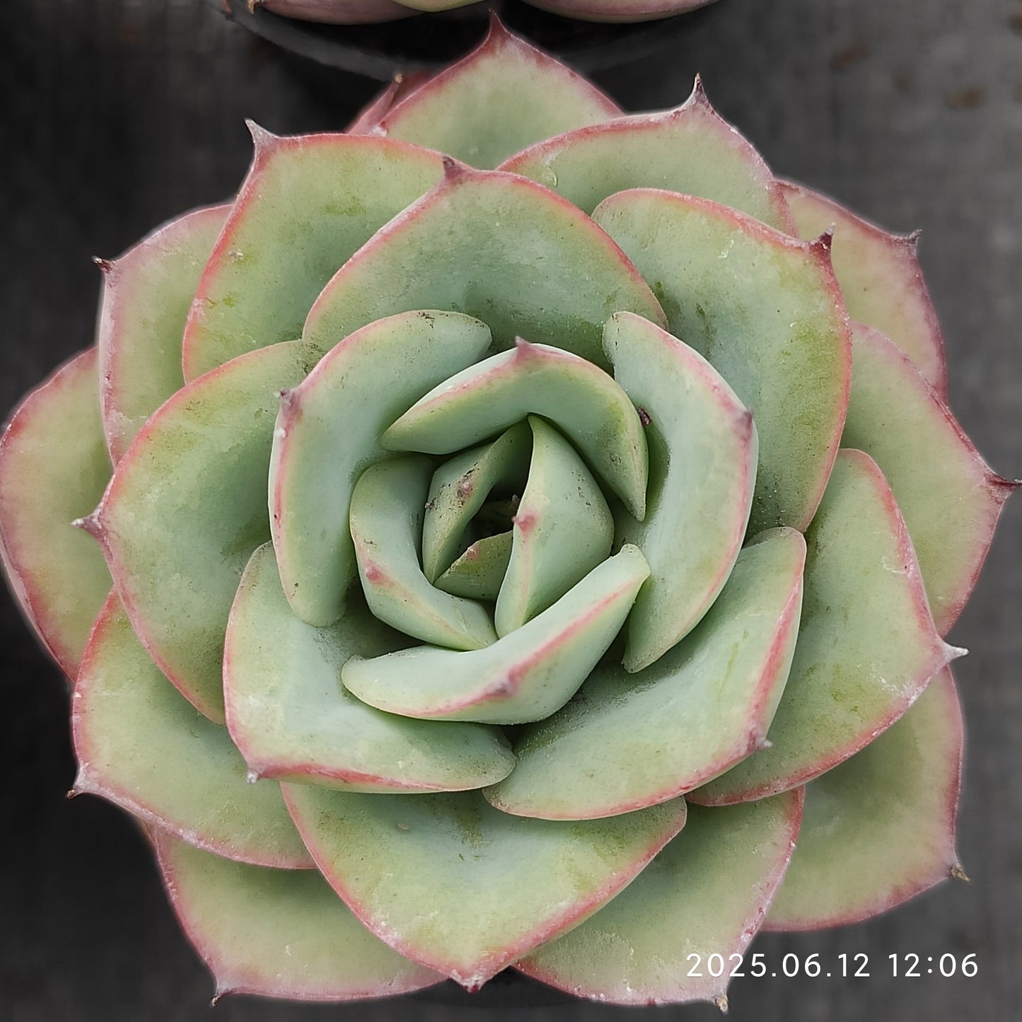 MMT458 モダンジェオン(5cm pot)
