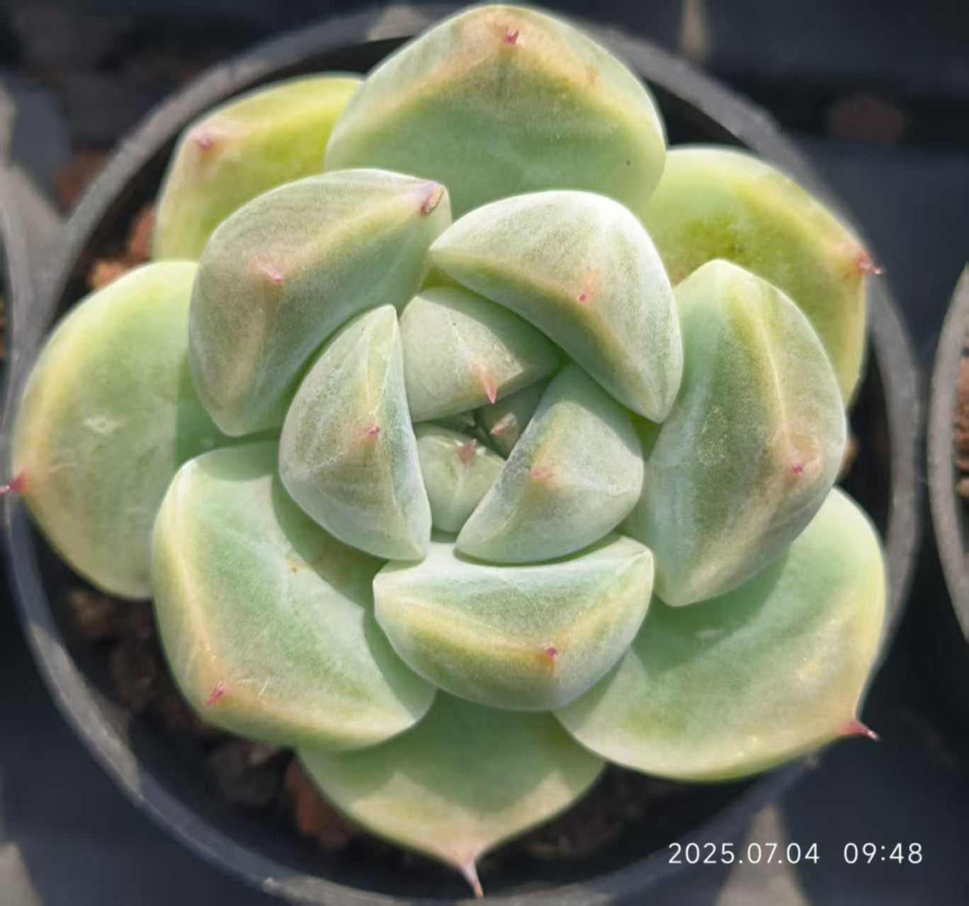 DX082 アンナジェニー(7cm pot)