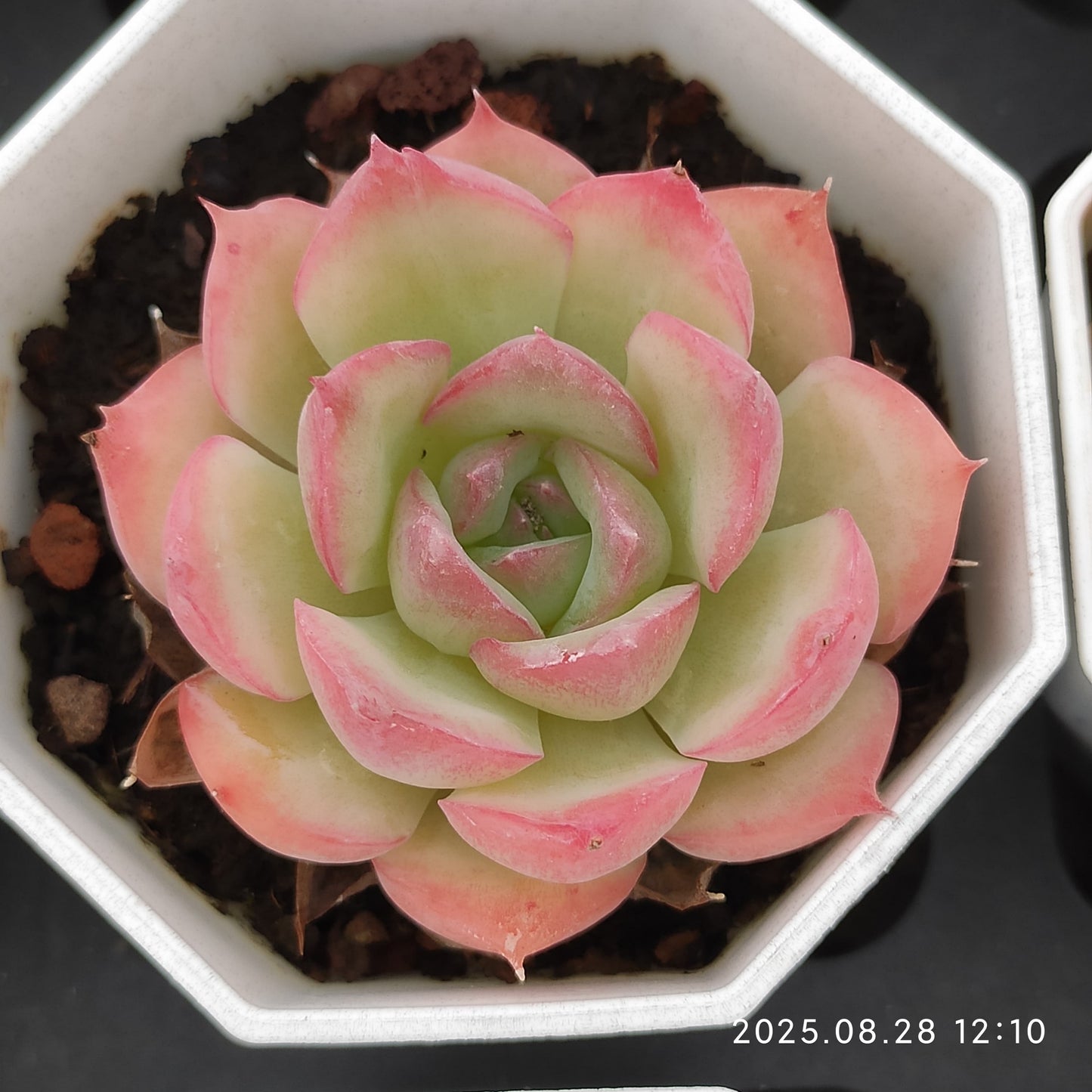 YBB192 シルエット(7cm pot)