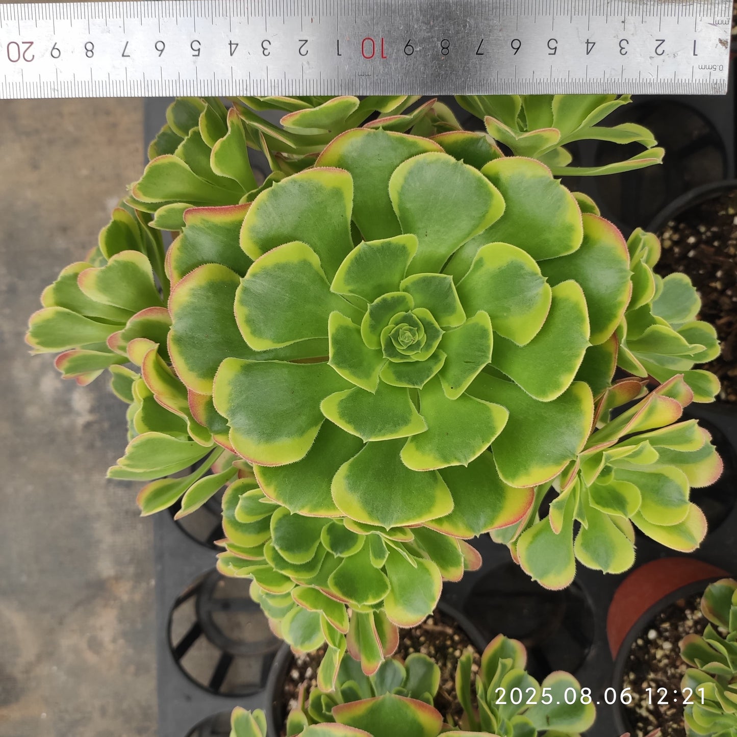 THH024 テスラー(15cm pot)