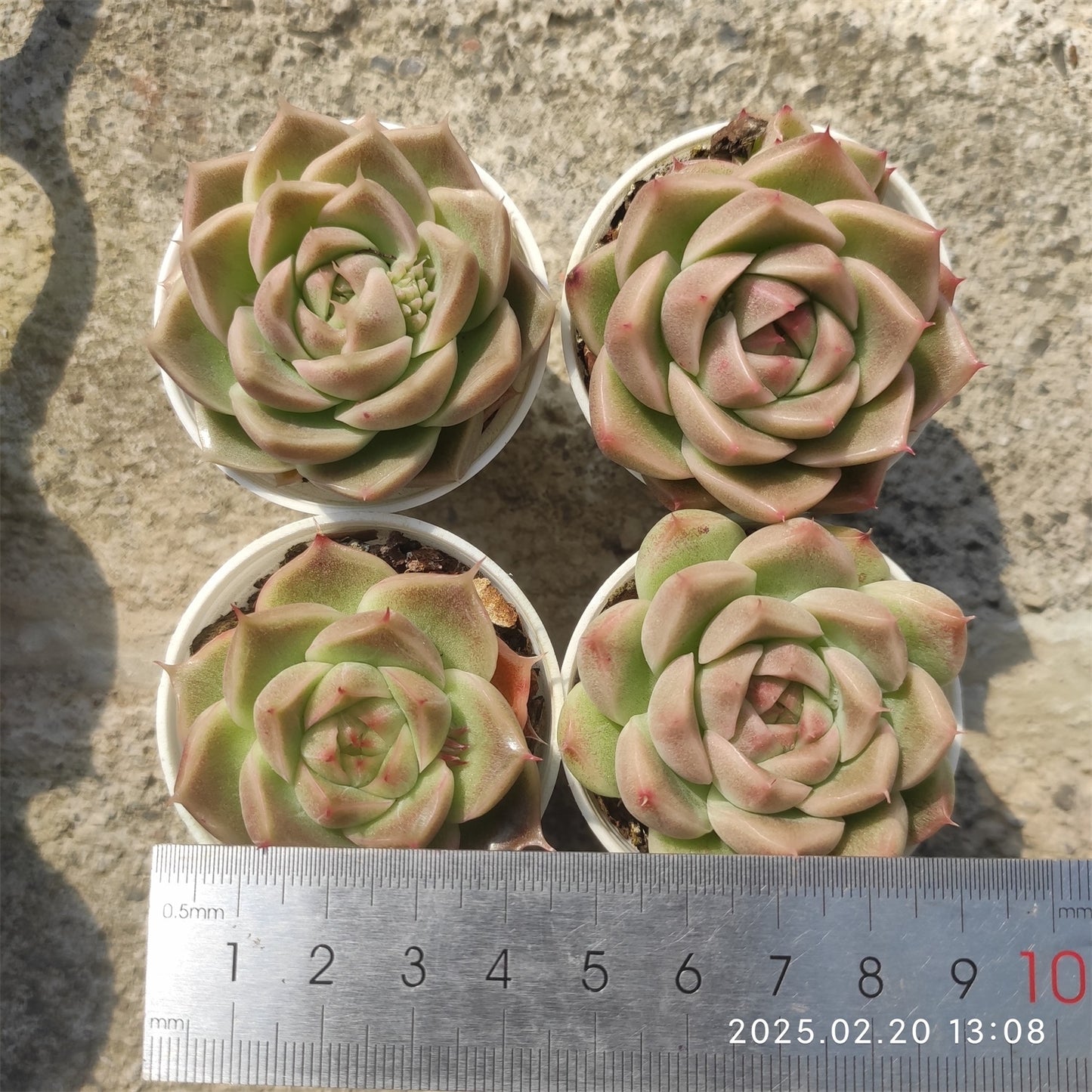 ZZA200 オレンジマルガン(5.5cm pot)