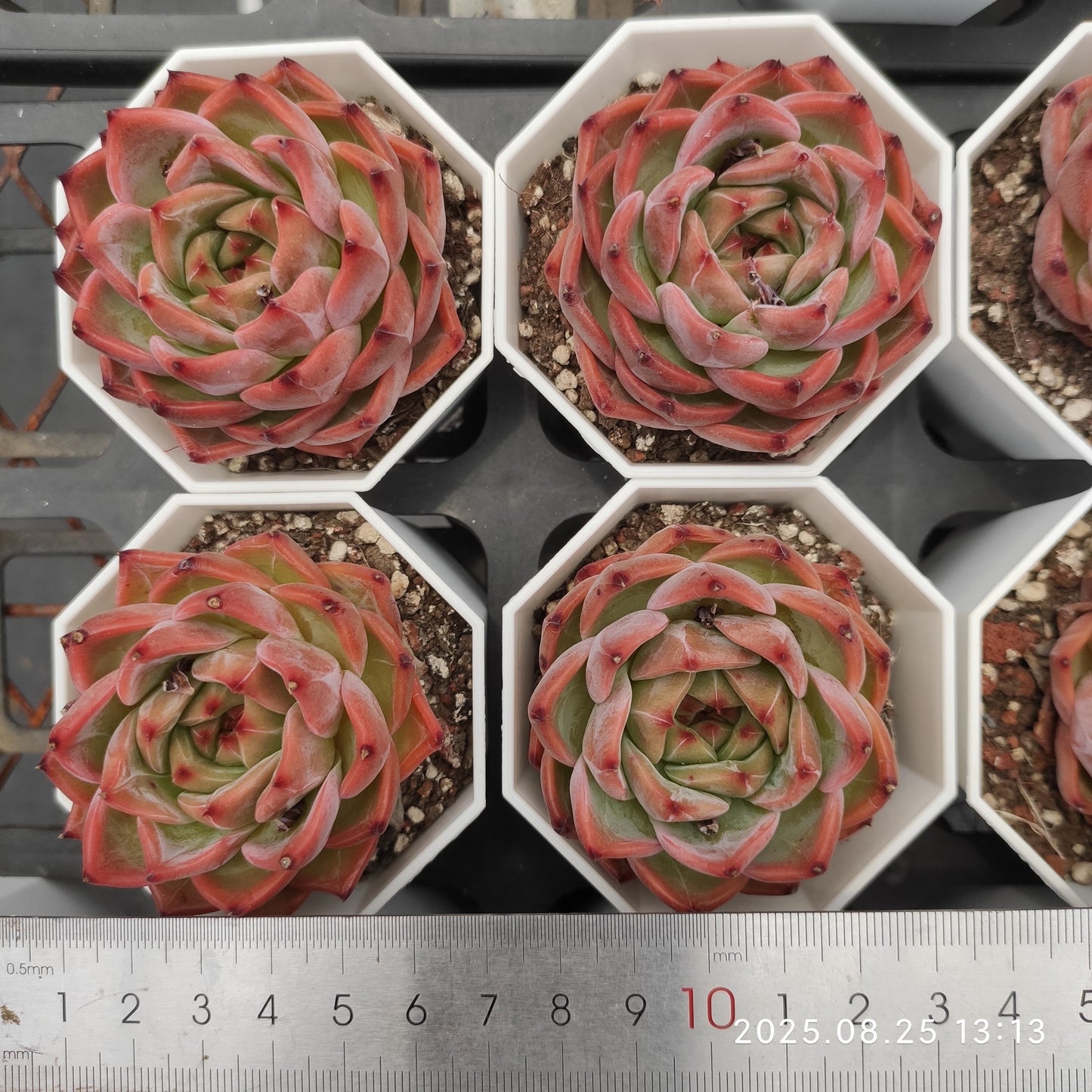 WWA325 キャラメル(7cm pot)