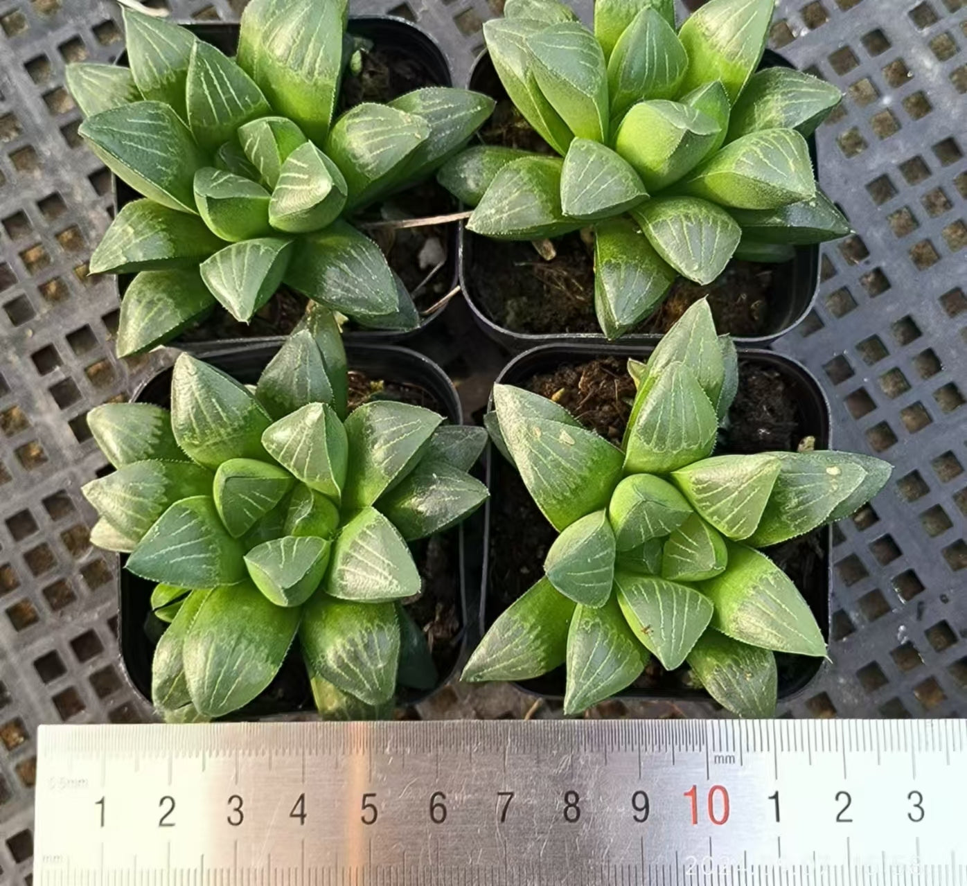 13135 ハオルチア ハイデルベルゲンシス