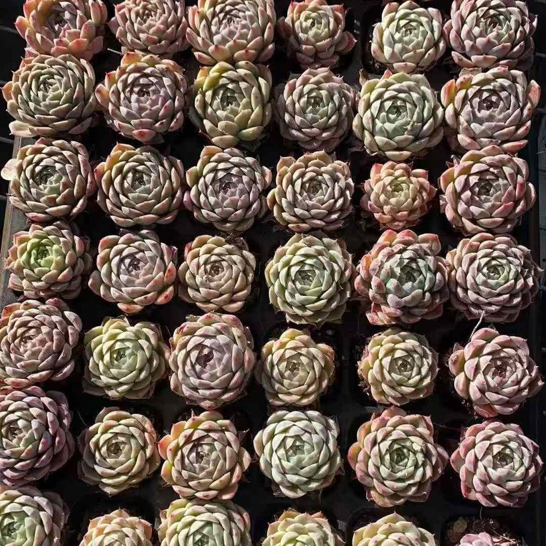 23585 ピンク ベラー(3cm pot)