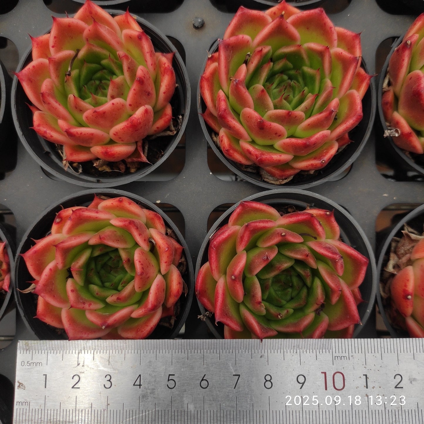 LMM191 オリジナルエリザベス(7cm pot)