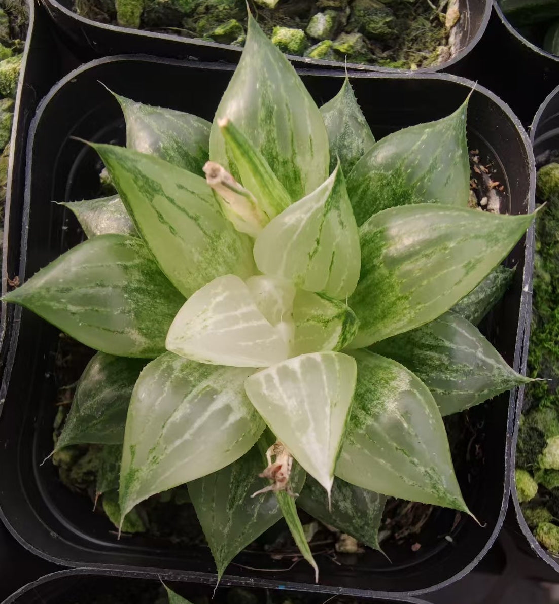 SJC362 ハオルチア 氷砂糖錦(6.5cm pot)