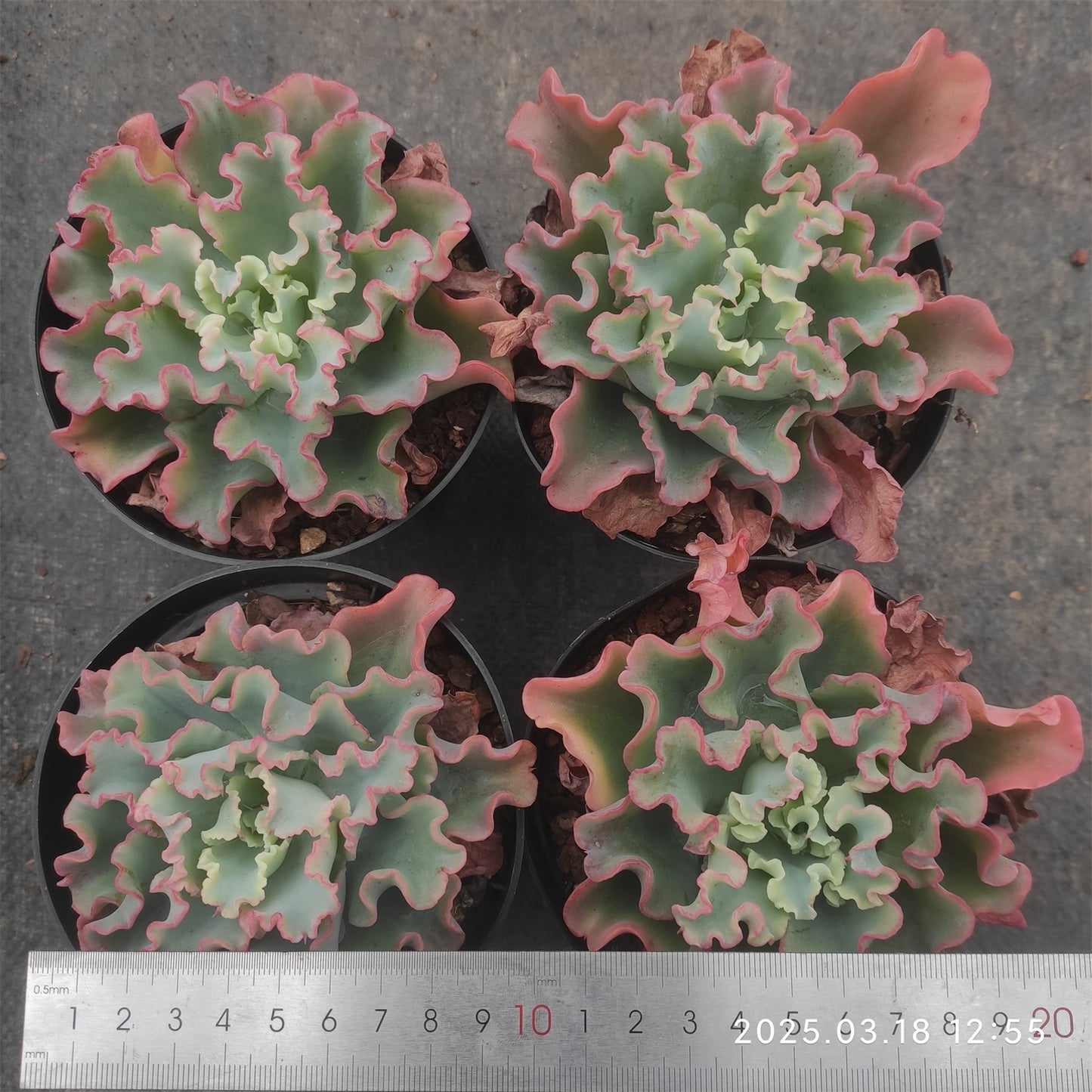 ZZA137 アクエリアス(12cm pot)