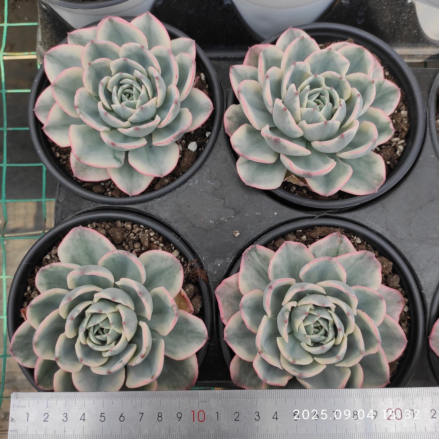 MMY1035 ピーチス&クリーム錦(12cm pot)