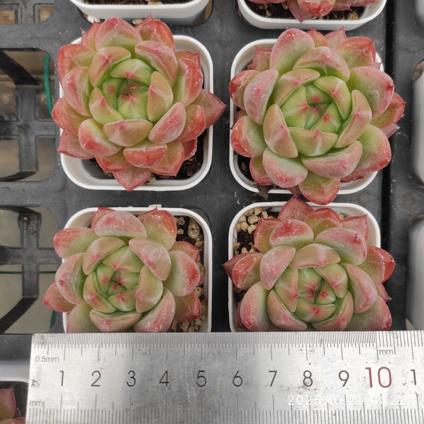 MMY1338 バギオ(5.5cm pot)