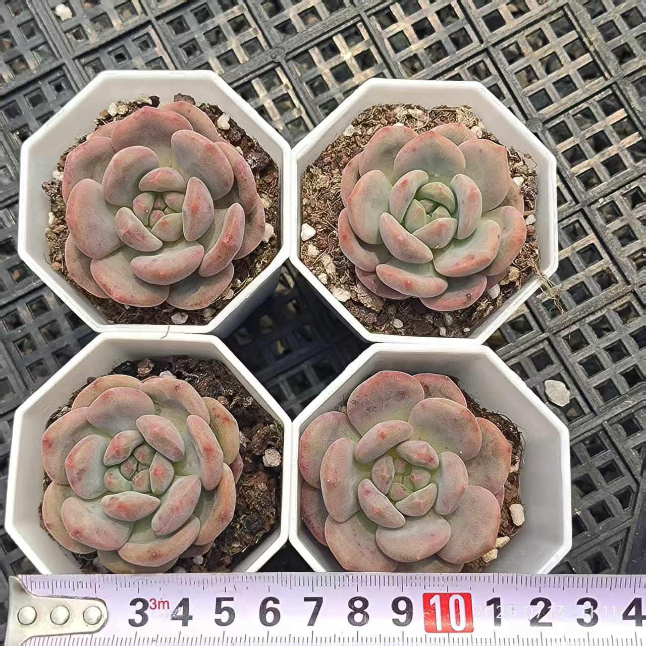 FFH229 アリエル(5cm pot)