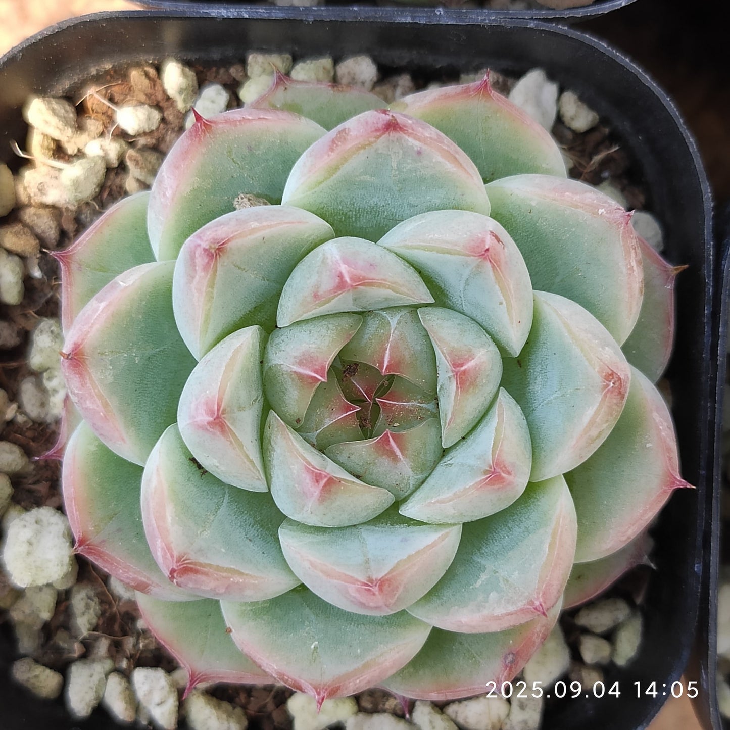 MMY847 ホワイトラック(6.3cm pot)
