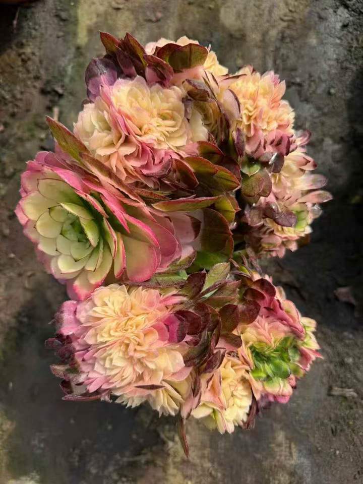 26501 アエオニウム ハロウィン綴化薬錦