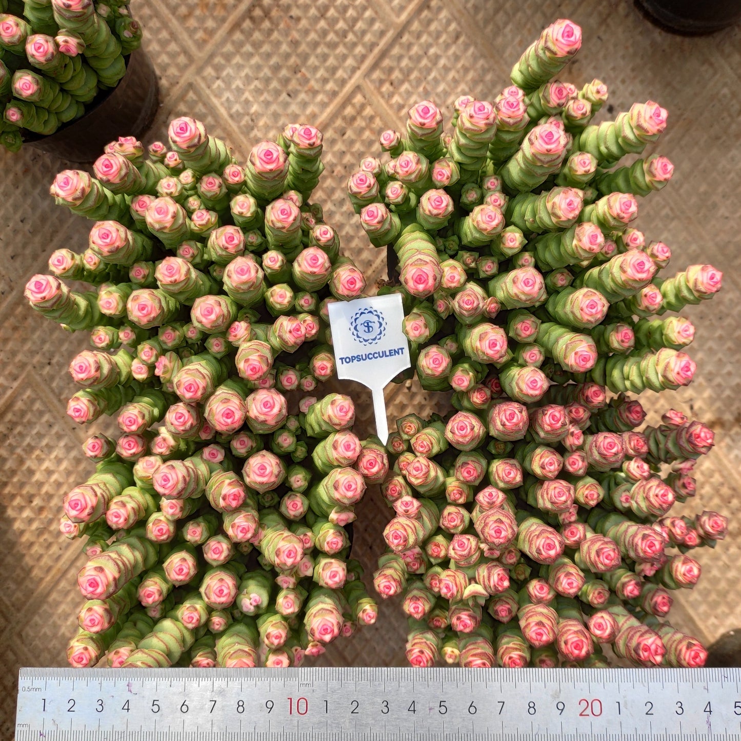 24502 パーフォーラッター薬錦