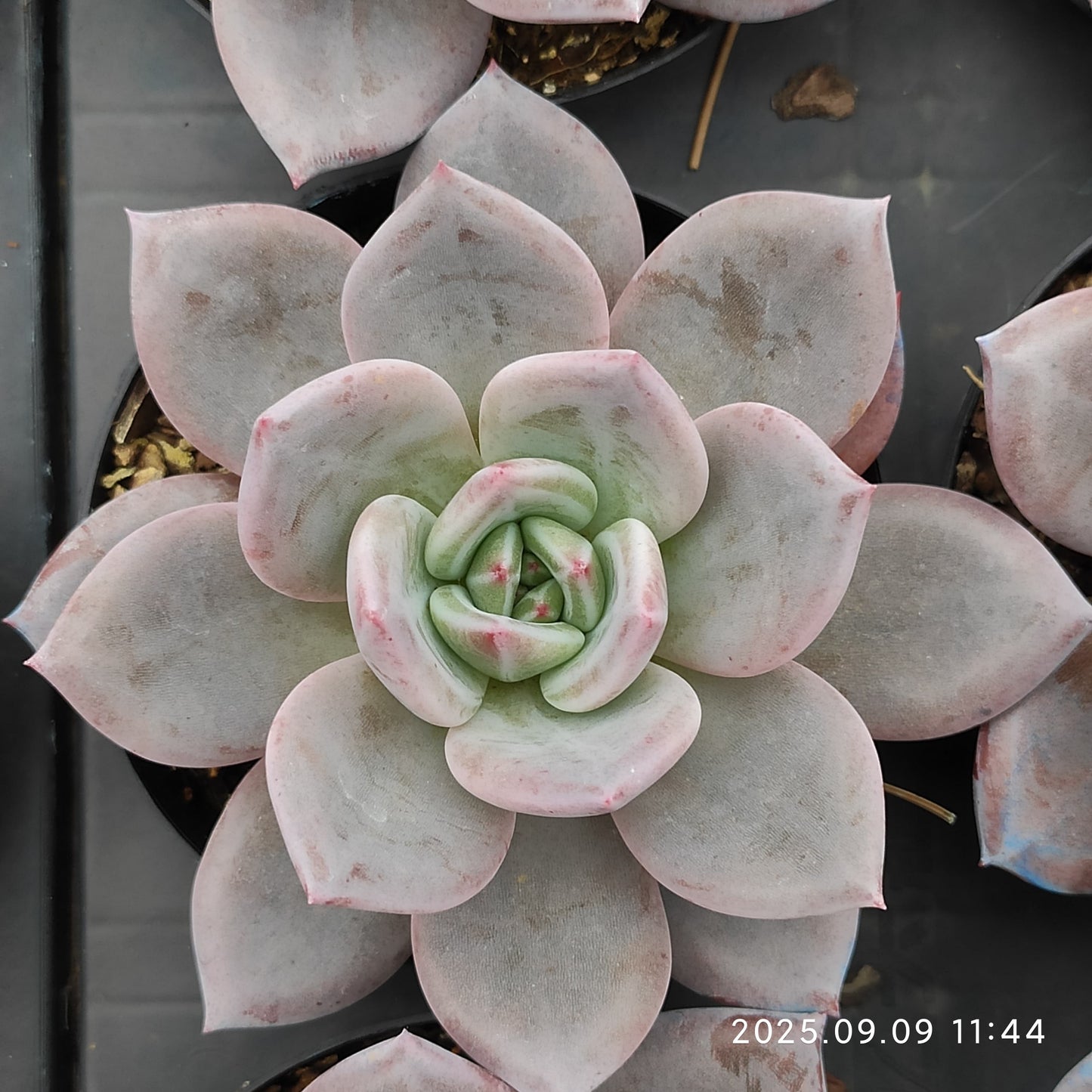 MMT867 シャンペーン(9cm pot)