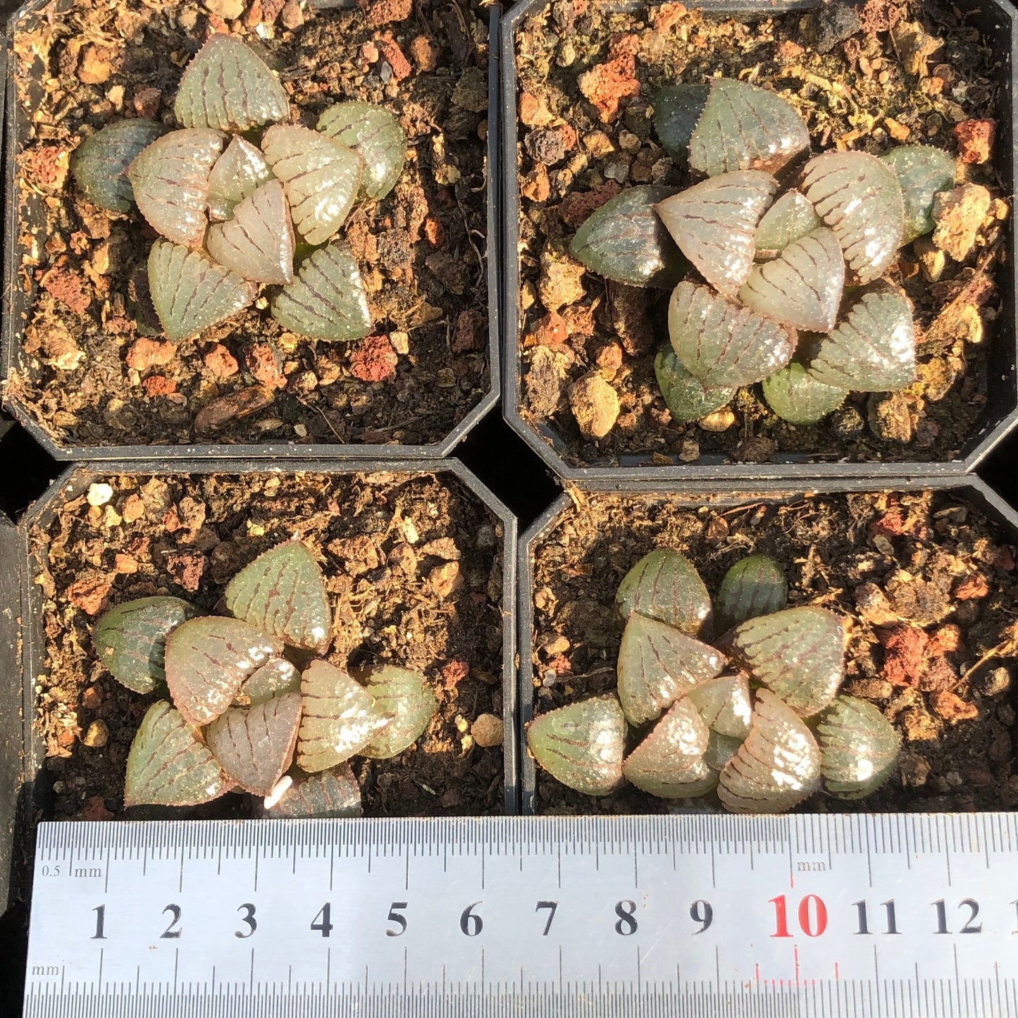 TPKM008 カンタ口一プアイランド(3cm pot)