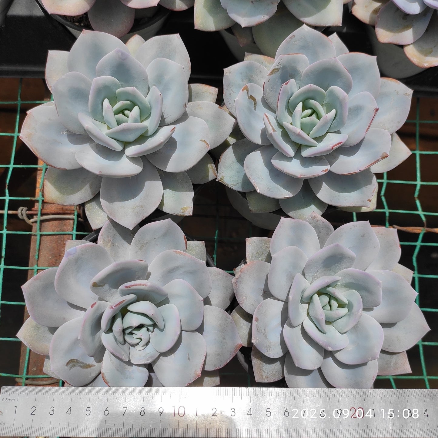 MMY1266 ミルクティー(12cm pot)