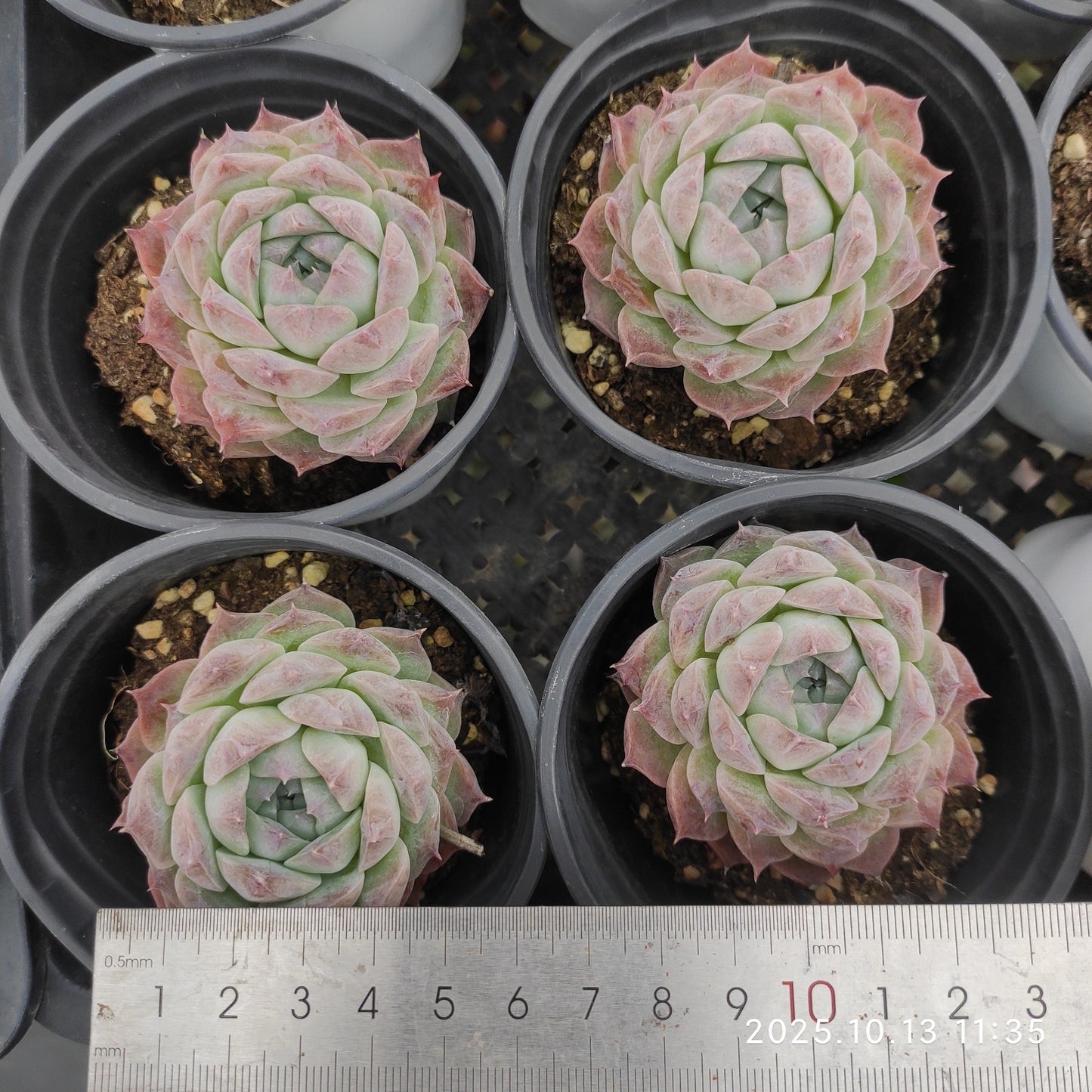 QN554 ポセイドン(9cm pot)