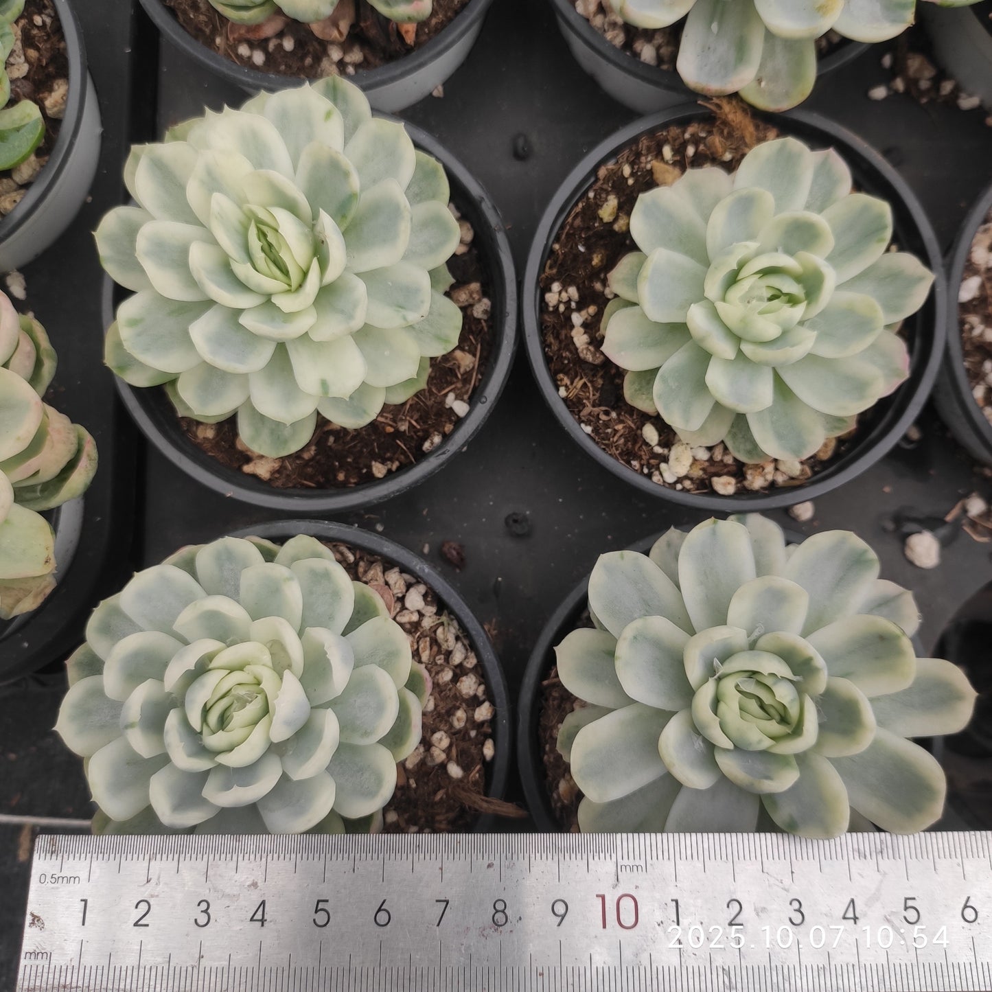 XQ1450 ベリー錦(12cm pot)