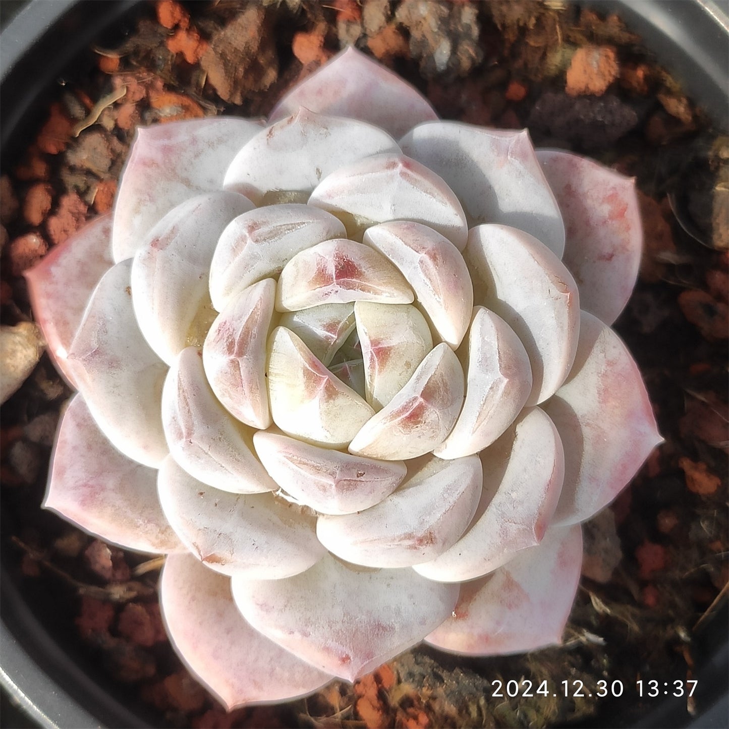 XQ1058 スノージェイド(9cm pot)