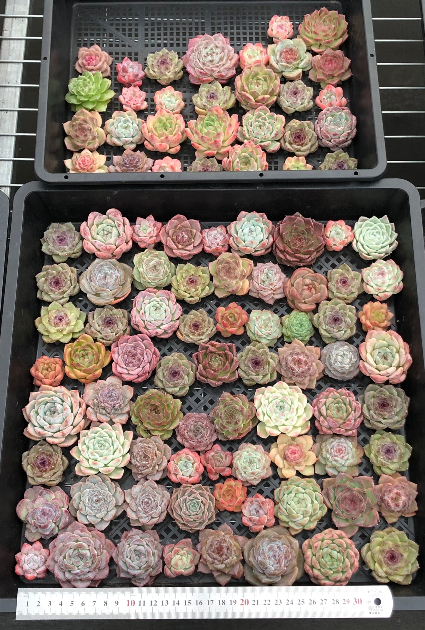 20076 ミックス苗100株(4cm pot)17