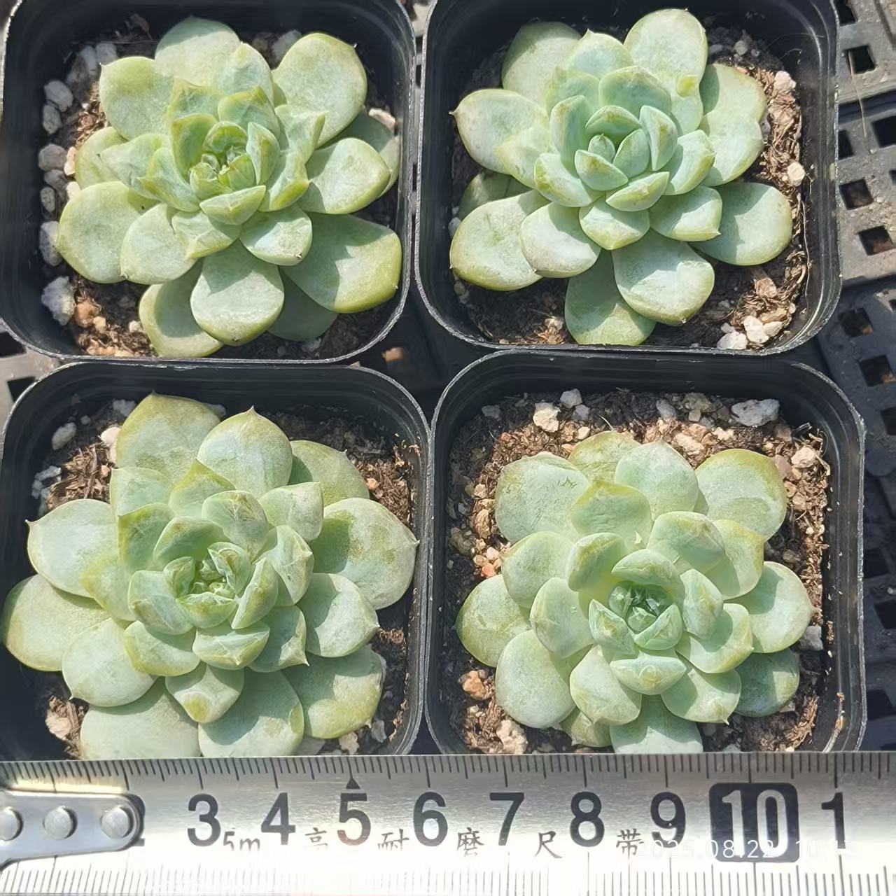 LYC157 アイス(6.5cm pot)