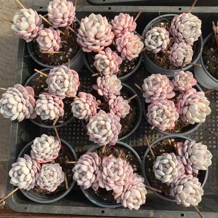 T26461 ジェイドモンロー