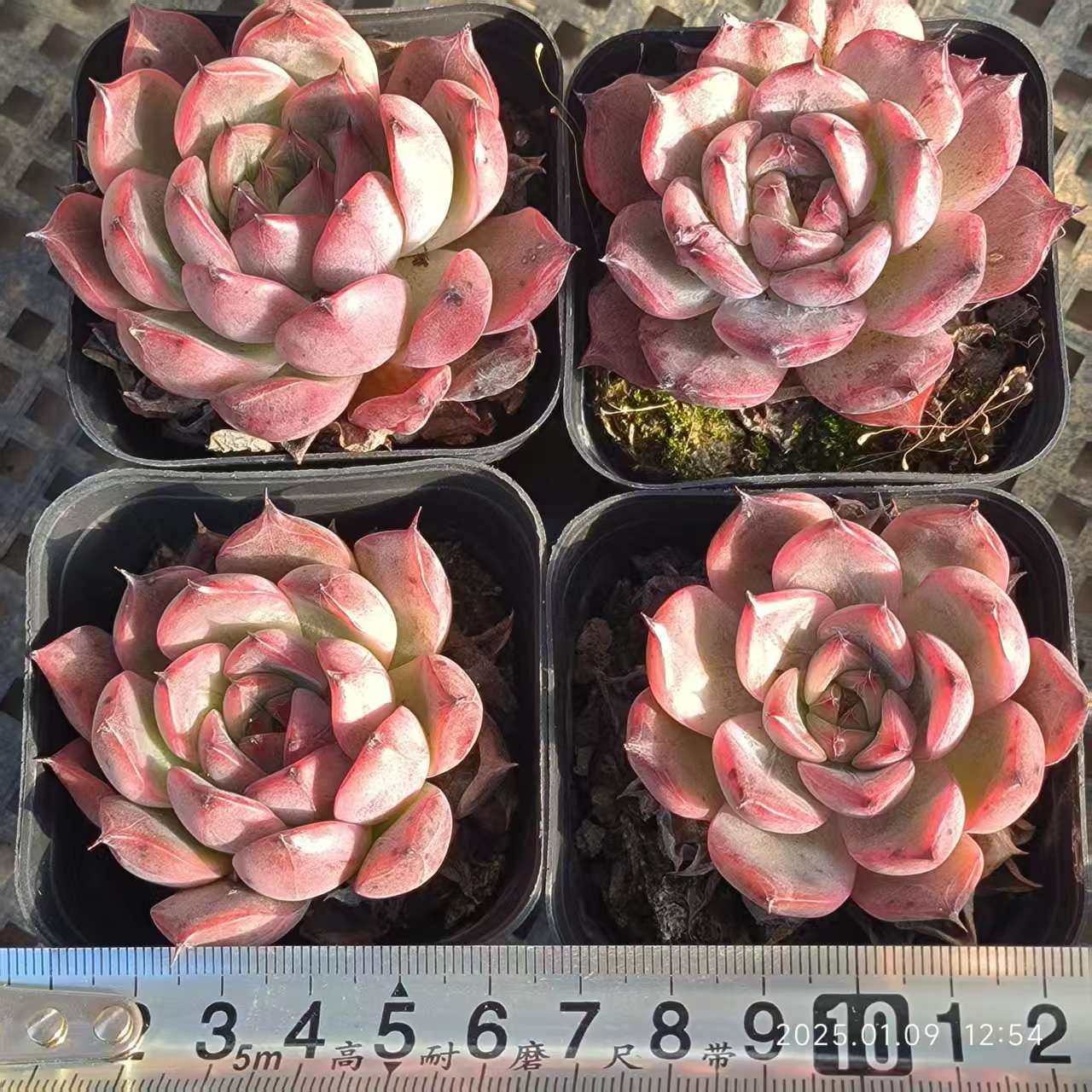 GR375 ノマ(6.5cm pot)