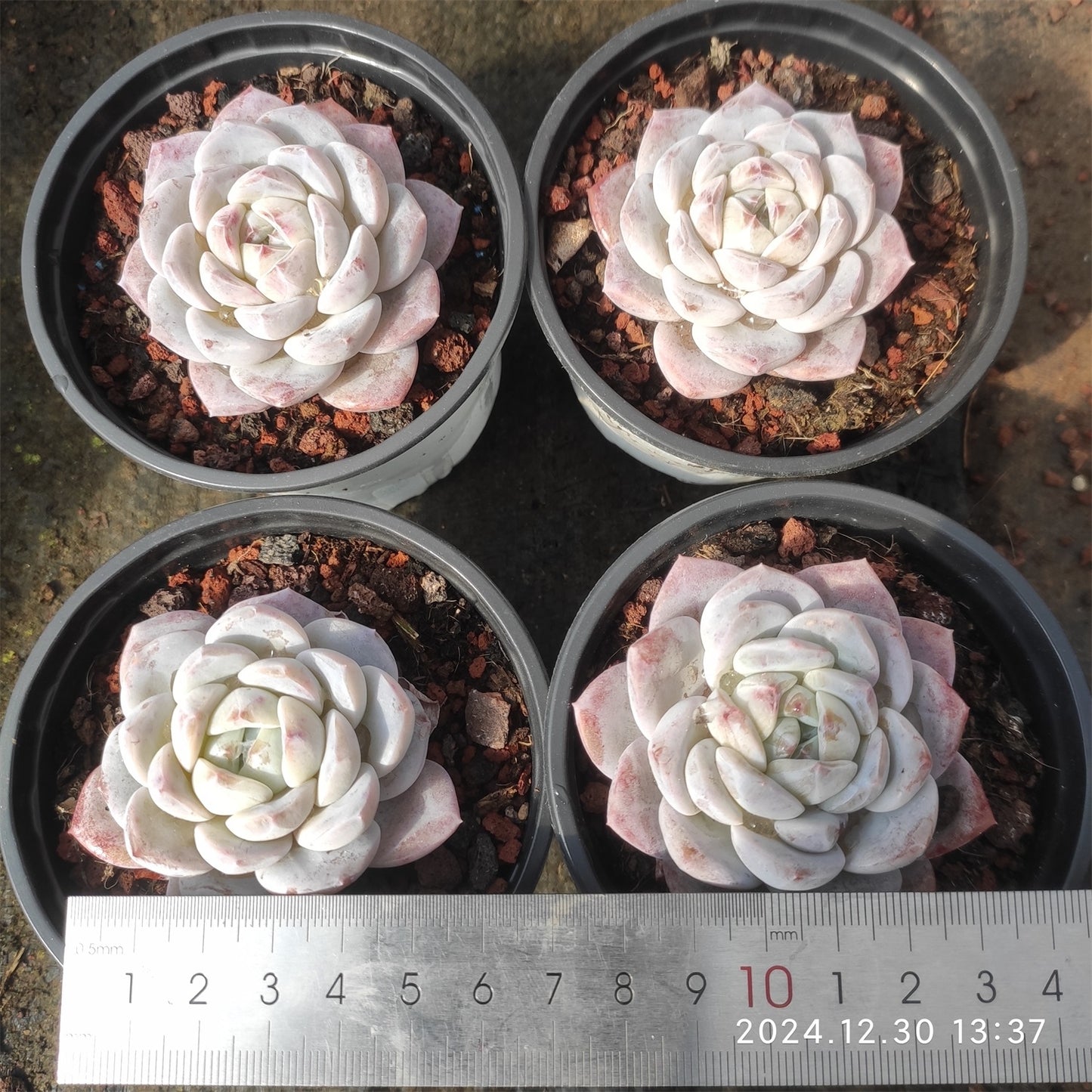 XQ1058 スノージェイド(9cm pot)