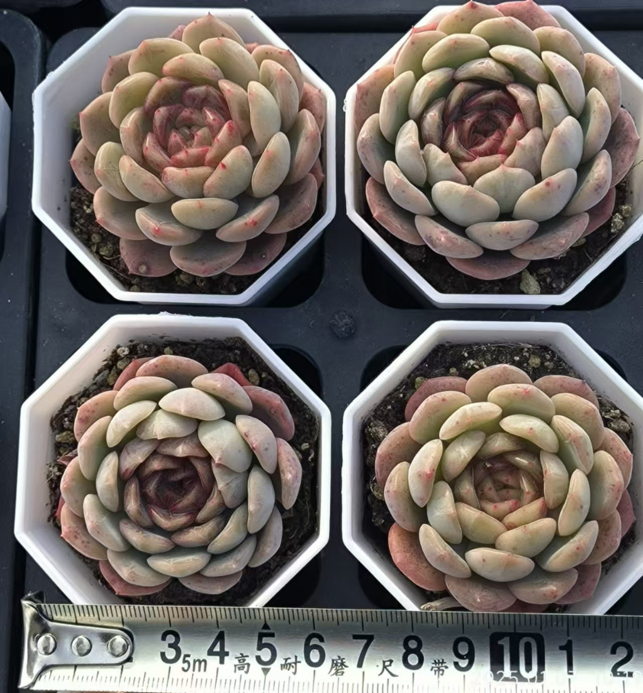 RDD292 アイスグレープ Hyb (6.5cm pot)