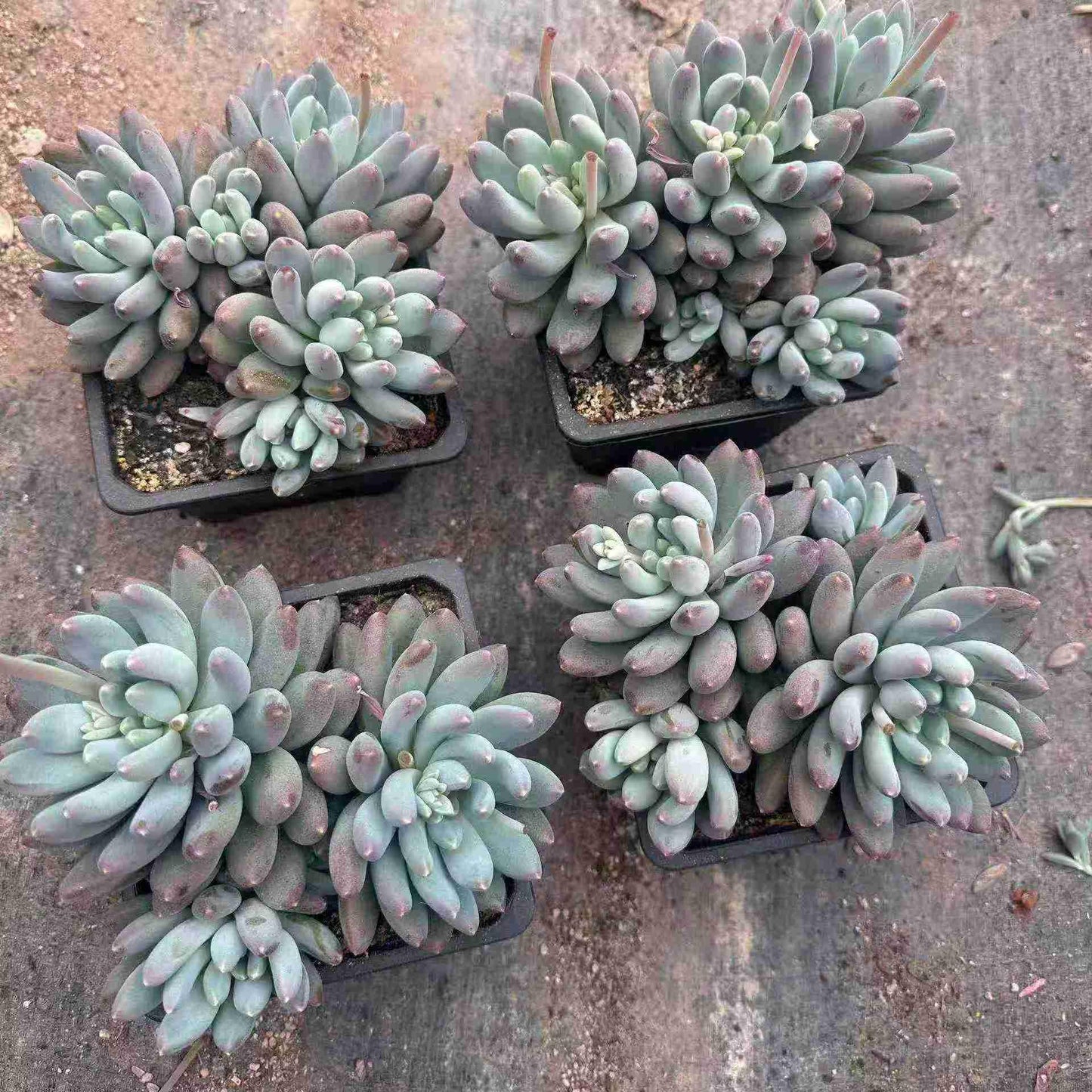 360050 スタームーンボディ