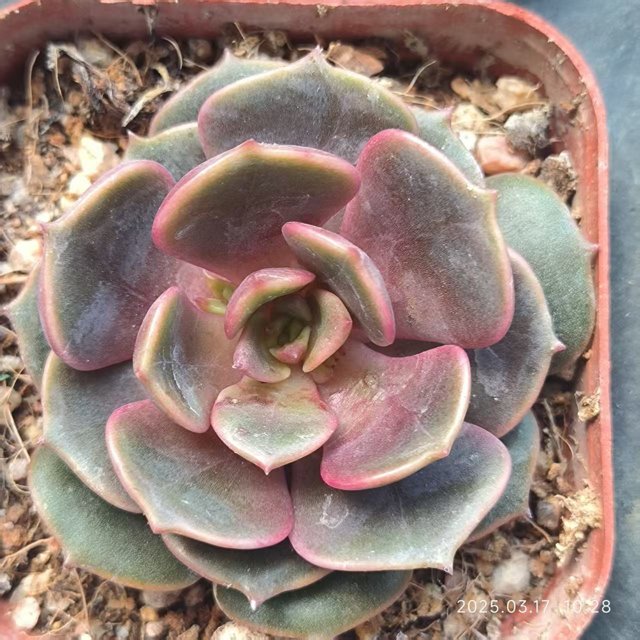 KD072 ビッグレッド(6.5cm pot)