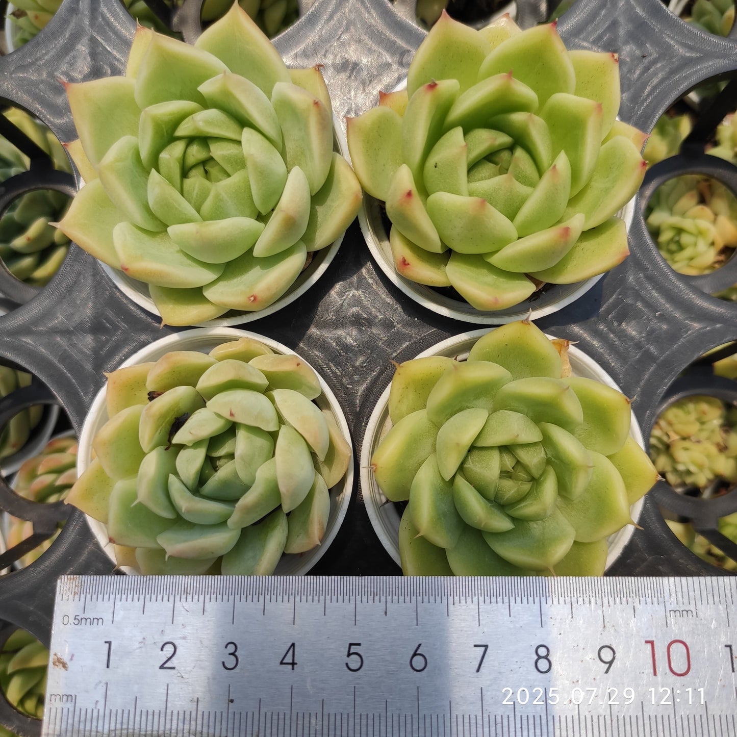ZZA250 オリンジ マルギャン (5.5cm pot)