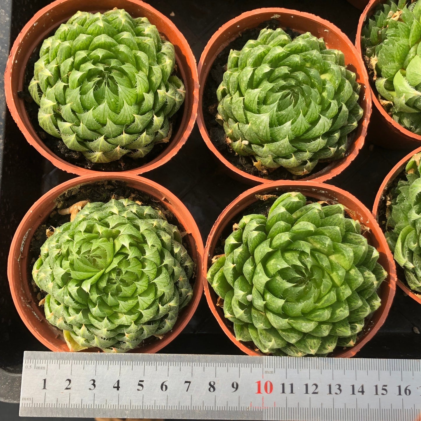 TPKM011 ハオルチア 桜水晶(9cm pot)