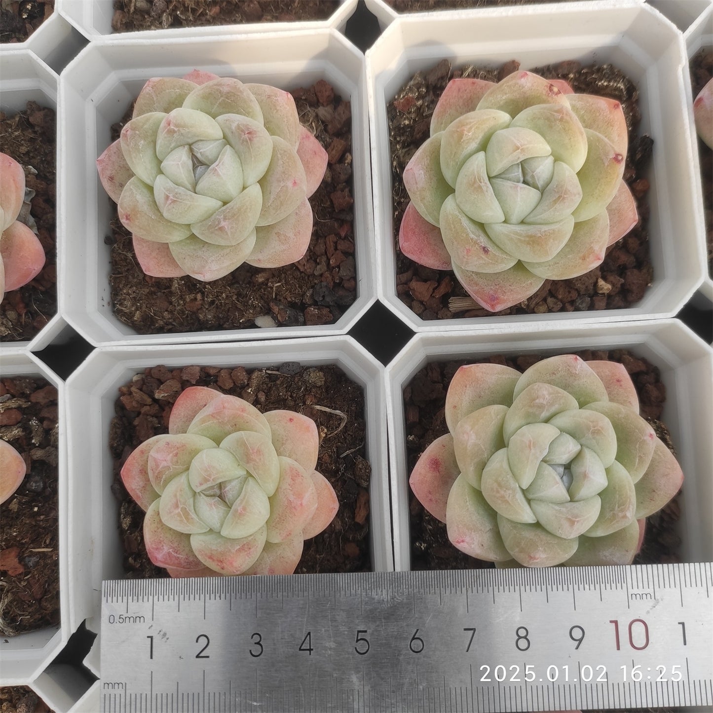 LMM379 アイスグリーン (7cm pot)