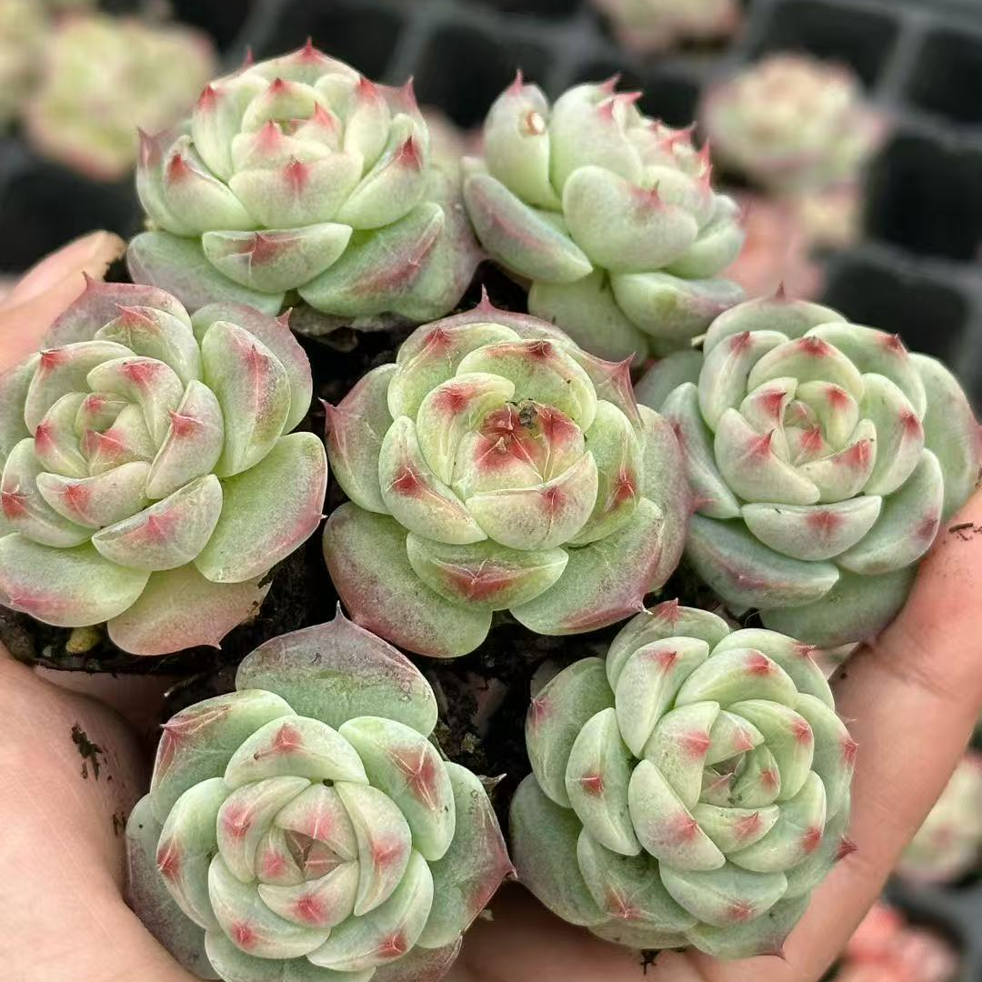 23511 ブルー ティア(3cm pot)