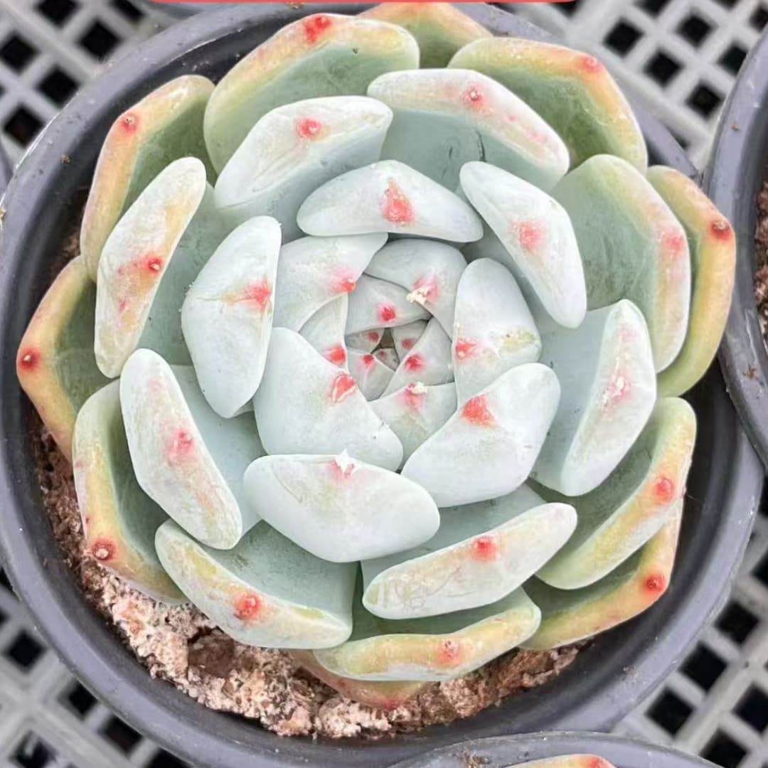 BL2020 ホァーフロスト ドール(12cm pot)