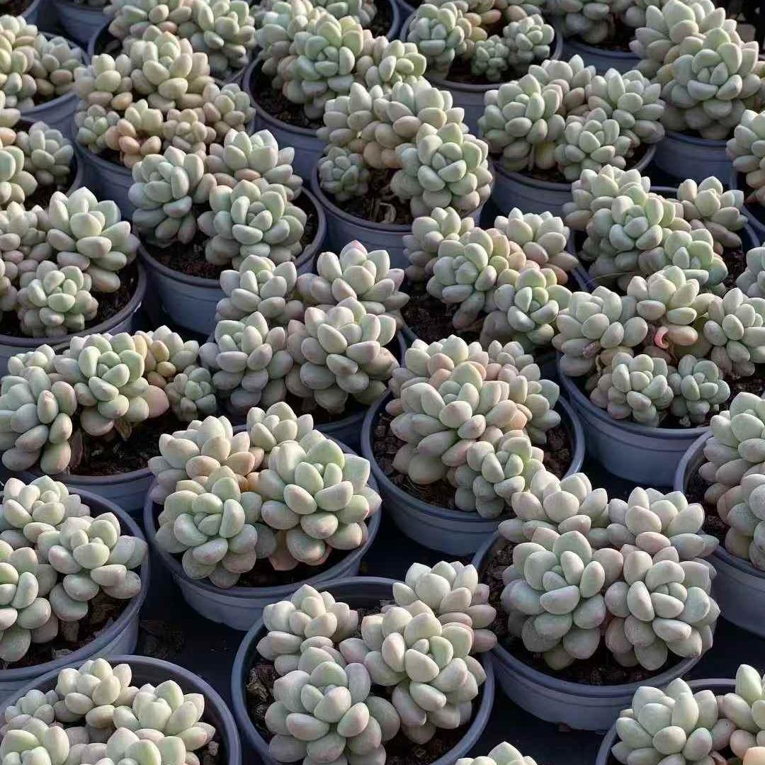 23549 バブルガム(9cm pot)