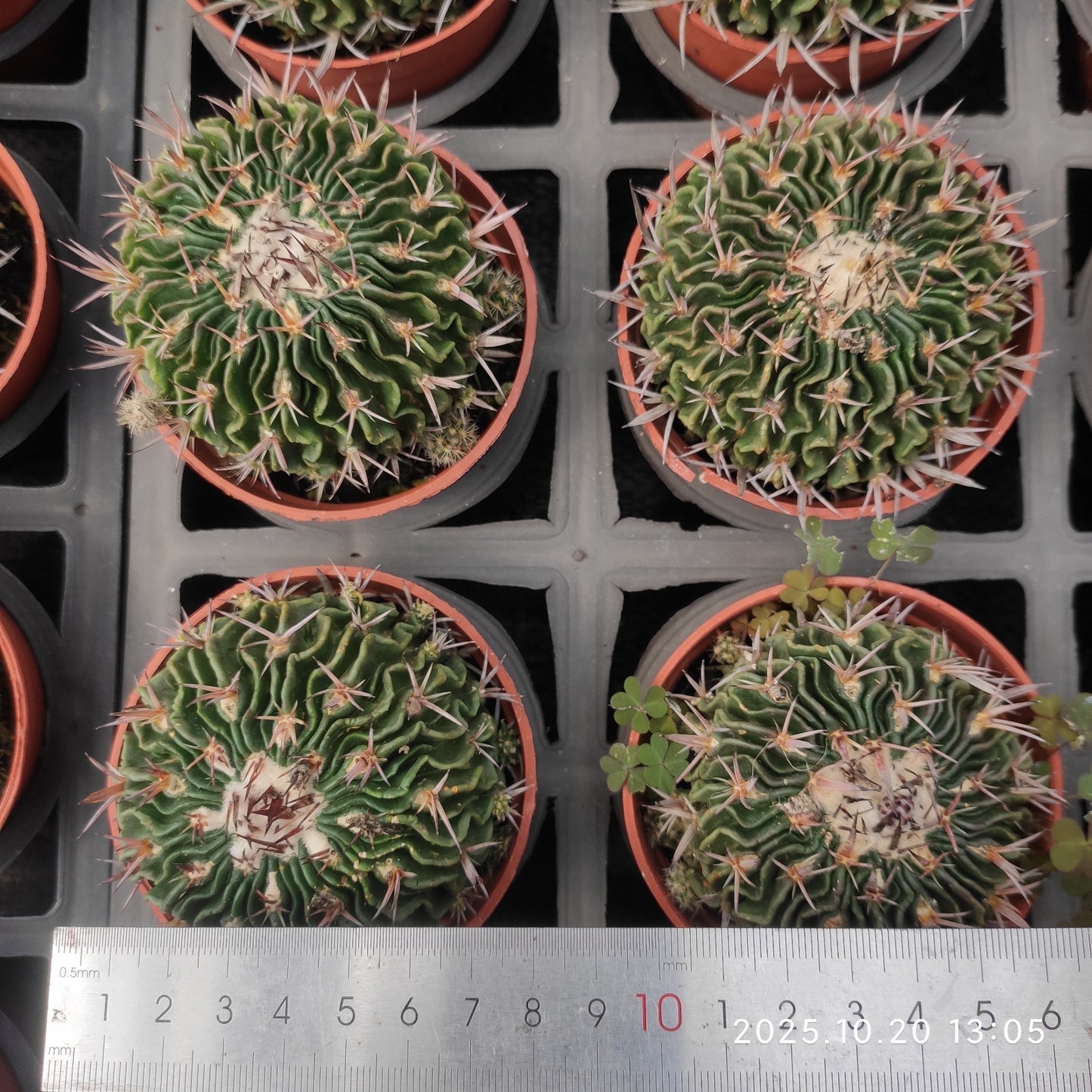 ZXX611 千波万波 (9cm pot)