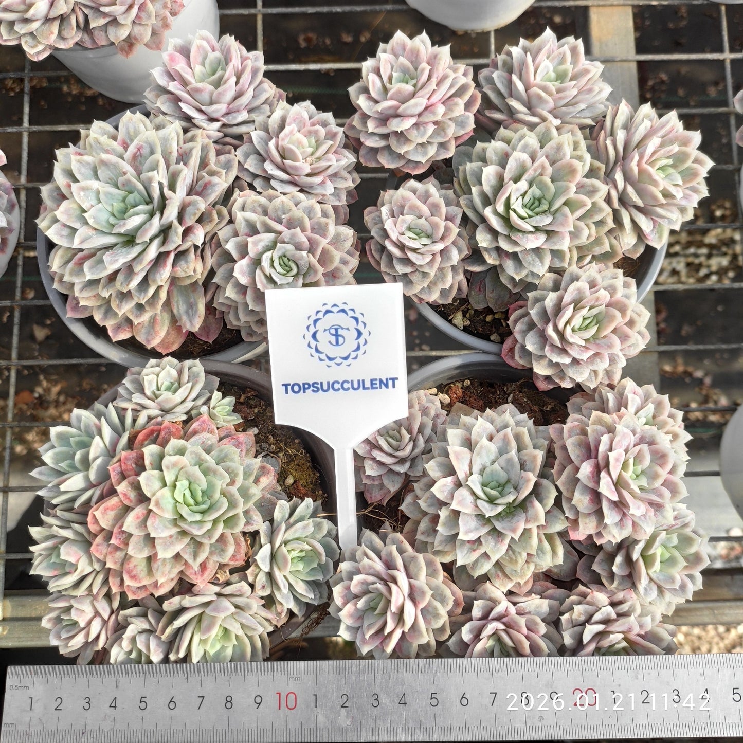 25088 バブル クロス